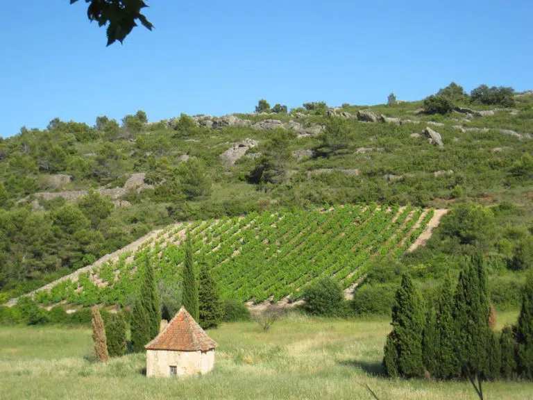 Vignobles de Saint Chinian